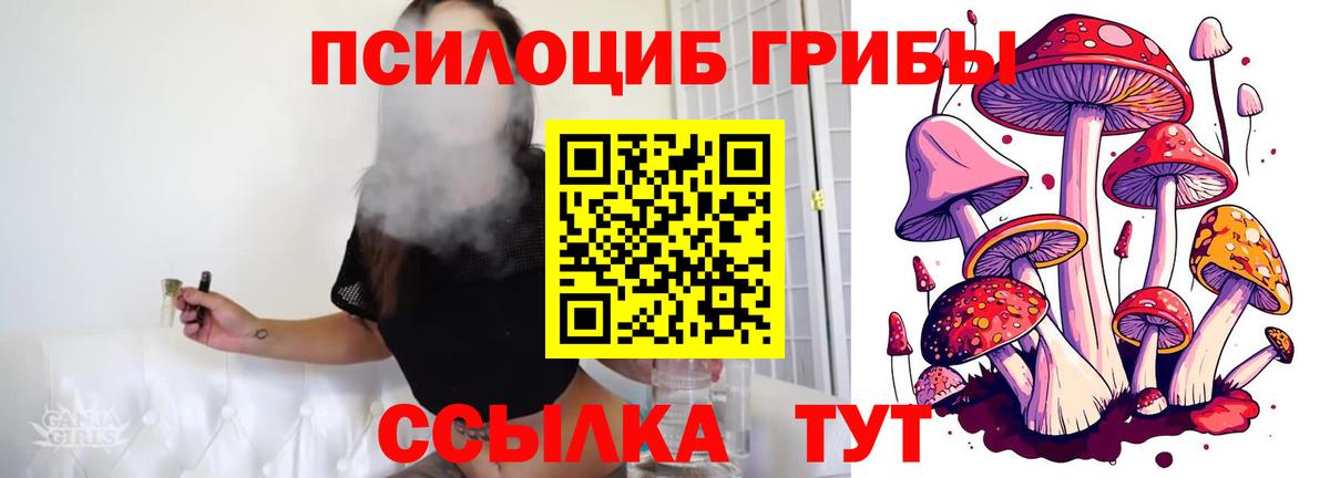 Галлюциногенные грибы Psilocybine cubensis Конаково